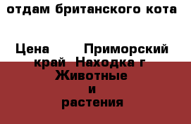 отдам британского кота › Цена ­ 1 - Приморский край, Находка г. Животные и растения » Отдам бесплатно   